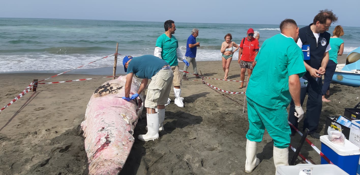 Cucciolo di capodoglio spiaggiato a Ostia